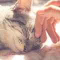 猫より先に飼い主が亡くなってしまったら…今すぐすべき3つの「もしも…