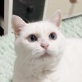 長寿猫に共通する5つのこと！長生きしている猫は何が違うの？