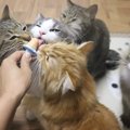 猫に懐いてもらうための心得４つ