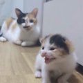 目が開いたばかりの『よちよち歩きの子猫』→不安そうに鳴き始めると、母猫…