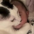 赤ちゃんを守るかのように『ぎゅっと抱きしめる猫』…涙が出るほど尊い…