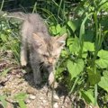 1匹でさまよっていた『ガリガリに痩せた子猫』を保護して４日…涙あふ…