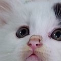 子猫を保護して数日→『ハンモックの上』を見たら…予想外すぎる光景に…