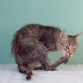 猫がドライヤーを嫌がる時の対処法！自宅で上手に乾かすコツは？