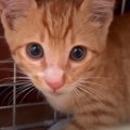 草むらで鳴いていた赤ちゃん猫→保護２日目で甘えん坊なのが発覚し…ずっと…