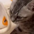 小さな子猫→お気に入りの『毛布』を口にくわえると…キュンとくる光景…