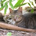 ボルネオ島の歴史に残る「パラシュート猫部隊」ネズミ撃退と島民の「猫友…