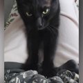 飼い主の膝の上に乗って『ふみふみ』していた黒猫…予想外の『可愛い展開』…