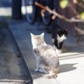 外飼いの猫が家に帰って来ない４つの理由とは？帰巣本能と探し方