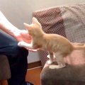 窓辺に登りたい子猫→飼い主の腕に前足をかけて…愛おしすぎる『おねだり』…