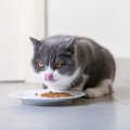 猫の『早食い』を引き起こす原因4つ　危険なトラブルの可能性や対処法まで…