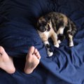 猫が飼い主に『おしりを向けて寝る』心理4つ　信頼されている証？行動の意…