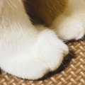 くりーむぱんじゃん！猫のおてての可愛さを再確認させられたと話題に♡