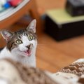 猫が『ニャ?』と疑問形で鳴くときの意味3選　もしかして何か質問されてい…