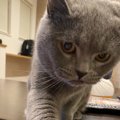 猫が飼い主を『独り占め』したくなる5つの要因