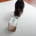 くつろいでいた猫→空のビール箱を発見すると…思わず笑っちゃう"…
