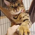 ていてーい♡本気モードで連続猫パンチをする猫ちゃん！