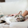 猫に『この人信用できニャイ』と思われる残念な人の特徴4選　こういうとこ…