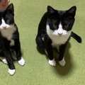 猫の『譲渡会』ってどんなところ？里親になるための心構えや利用する…