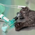 猫の麻酔を解説！種類、方法、死亡率や副作用について