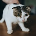 人馴れしていない猫がよくする仕草や行動３つ