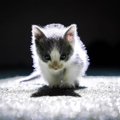 人生に悩んでいる時に救った生後2週間の子猫。本当に救われたのは…