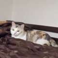 数より広さ？猫ちゃんだって大きなベッドで寝たい！