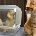 プレーリードッグ2匹が大暴れ→激しい動きに、猫が…思わず笑ってしまう…