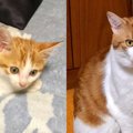 生後1ヶ月半の子猫を緊急保護…成長した猫が覚えた言葉とは？