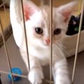 朝からパワフル！子猫ちゃんの挨拶♡