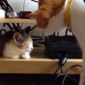 お昼寝中の『新入り子猫』に興味津々な先住猫を見ていると…優しさあふ…