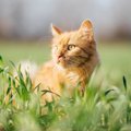 猫にとって危険な『天敵』動物5選　遭遇時に起こりうるトラブルや回避する…