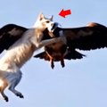 ワシに襲われ、空高く連れ去られた猫　なす術なく人々が見守るなか、…