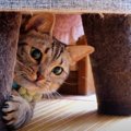 先輩猫を観察する猫ちゃん！果たして運動不足解消できるのか…？