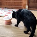 『ご飯を盗み食いしようとした黒猫』に話しかけたら…可愛すぎる反応が…