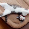 『眠っている猫』にやってはいけないNG行為３つ　信頼を失うリスクや…