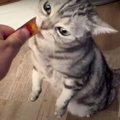 おやつ美味！猫ちゃんの美しい直立食べ♪