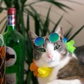 猫に『アルコール』は毒！近づけてはいけない3つの理由　飲み物にも消…