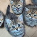 腹ペコの子猫たち→ごはんの時間が近づくと…反則級にかわいい『大合唱の光…