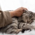 『あまり怒らない猫』のホンネ4つ　温厚な性格だから？それともすごく…