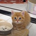 お手本はパパ猫さん！初めての水飲みにチャレンジした子猫ちゃん♡