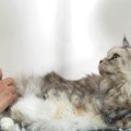 猫の『サマーカット』って本当に必要なの？3つの良い点・悪い点から検討す…