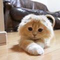 ベルちゃんが伝えたいこと。“世界猫の日”