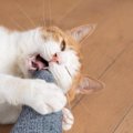猫があなたの『足を噛んでくる』ときの理由5つ　なぜ狙ってくるの？正しい…
