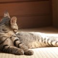 猫と泊まれる宿の特徴や準備しておくこと、おすすめの場所