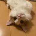 キュンキュンが止まらない♡猫が飼い主にする「甘え行動」４つ