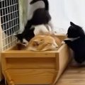 ベッドで爆睡する先住猫→すぐそばで3匹の子猫が走り回り始めるも…思わず笑…