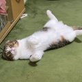 ママさんにかまってもらいたい父猫！父猫に八つ当たりする息子猫！