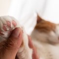 猫の『足先が冷たい』かも？と思ったら…疑うべき4つの原因　危険な病気が…