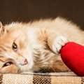 猫が夢中になる「マタタビ」どんなときに使えばいいの？